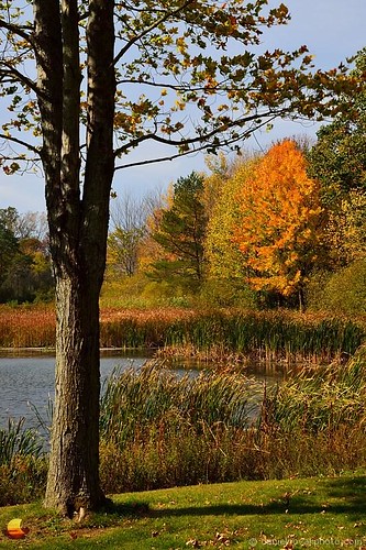 autumn fall nature water outdoors pond buffalo colorful sunny birdsong orchardpark etbtsy