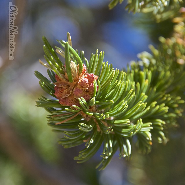 cones 0003 Ancient Bristlecone Pine Forest, California, USA