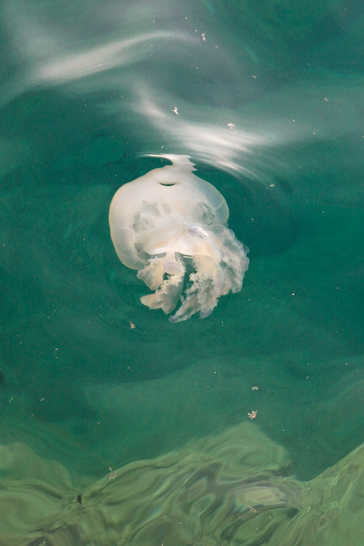Jellyfish Ligurian Coast.
