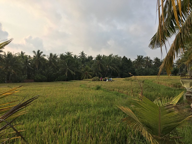 Ubud Rice Field