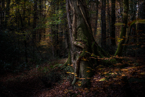 tree forest automne ent forêt bercé