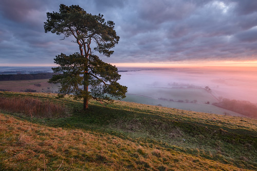 martinsell hill wiltshire marlborough sunrise fog mist scott pine tree nikon leefilters stu meech