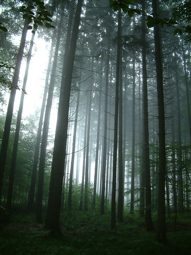 wood trees fog forest geotagged steinberg geolat48294558 geolon10021076 dorndorf oberweiler abigfave