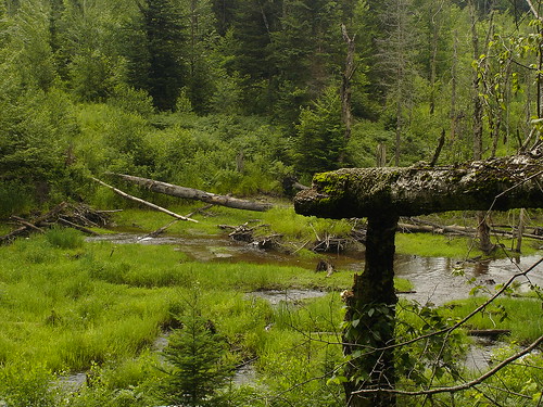 green creek landscape ilovenature woods dam lush beaverdam vt fallentree