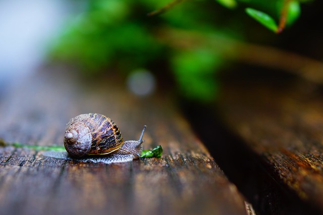 Snail on its way