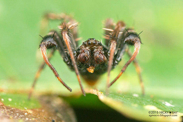 Orb weaver spider (Alpaida truncata) - DSC_1480