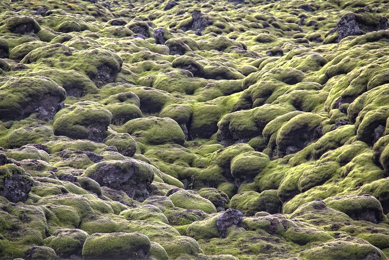 Laki lava field