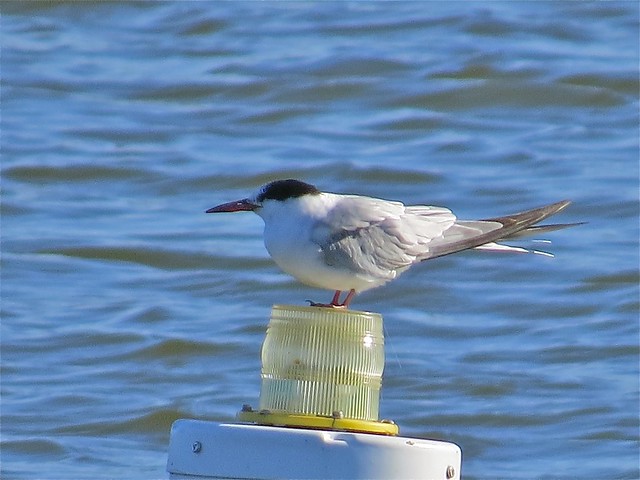 Common Tern at Lake Bloomington in McLean County, IL 19