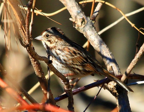county song seed reis iowa larry sparrow savers exchange winneshiek