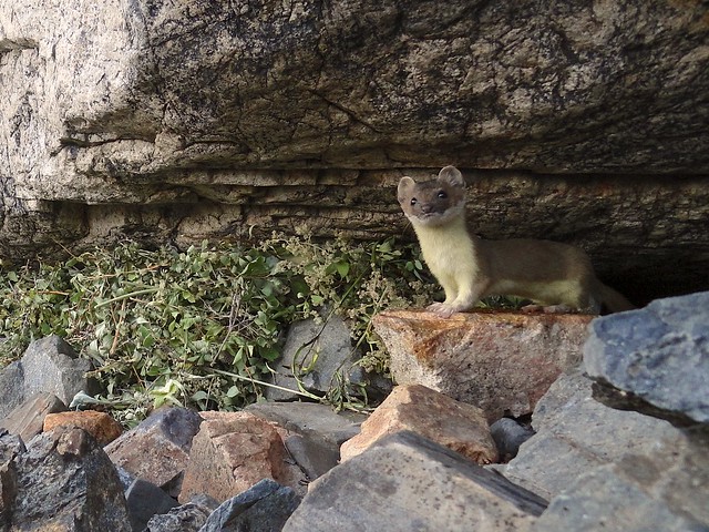 2nd long-tailed weasel