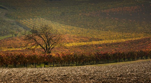 morning autumn tree colors field landscape textures piemonte vineyards campo vignetting albero autunno colori paesaggio mattina monferrato allaperto vigneti trame nikond7100 sigma1770contemporary