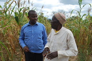 Francis Muthoni (left) talks to a farmer. Photo credit: Gloriana Ndibalema/IITA
