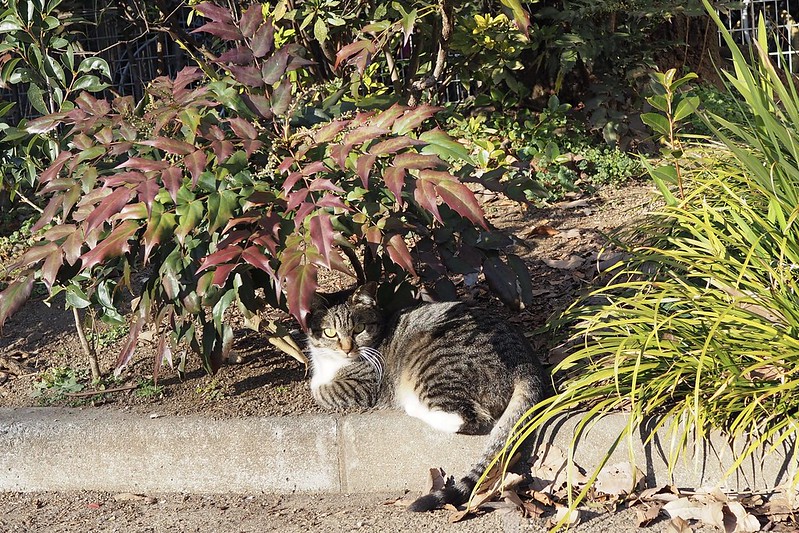池袋ネコ歩き池袋二丁目公園のキジ虎猫