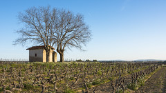 Mazet in vineyards, Mèze