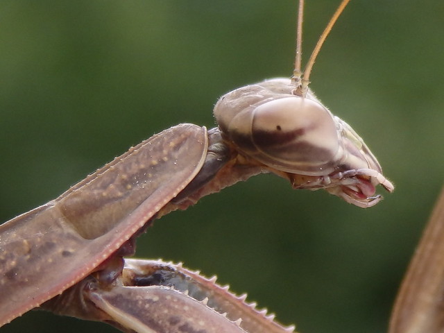 mantis linville gorge