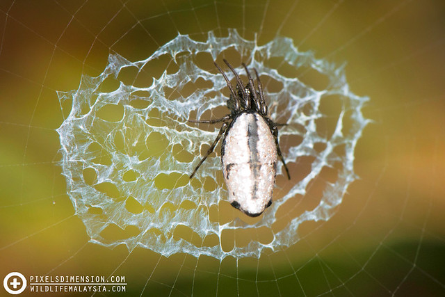 Cyclosa spider and web stabilimentum
