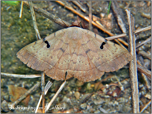 forest wildlife moth insects flyinginsect insectindia mothsofindia narsapurforest