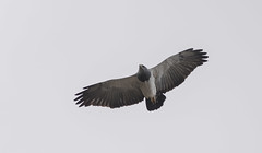 Black chested Buzzard Eagle,Geranoaetus melanoleucus