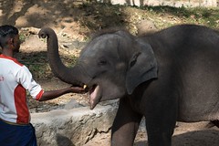 Karmienie słoni w Kottoor