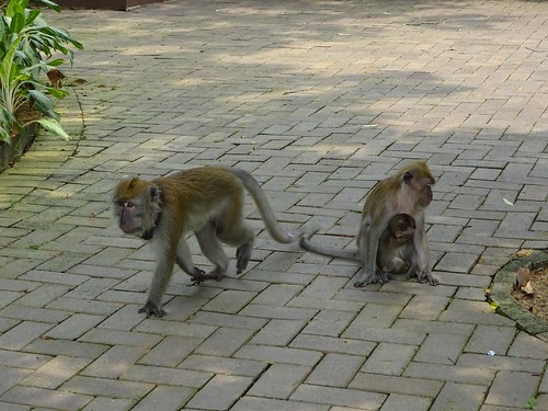 Macaques @ MacRitchie