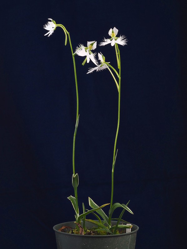 Pecteilis radiata, Ginga (銀河) plant