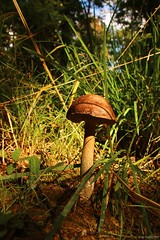    Pinewood Mushroom  