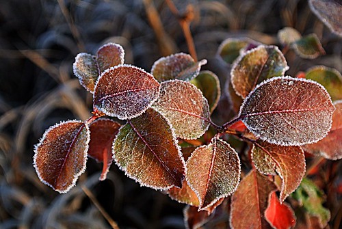 plant nature leaf frost foliage elements