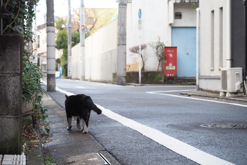 池袋カメラ散歩池袋本町ネコ歩き。黒白