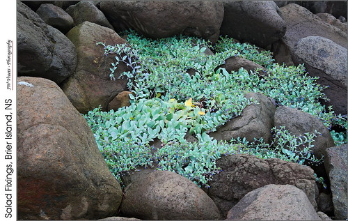 plants salad nikon rocks novascotia gimp bayoffundy lowtide opensource tides brierisland d7100 rawtherapee nikkor18105mmvr