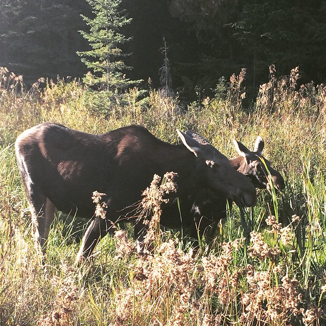 Moose on Highway 60