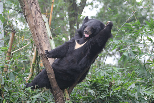 Wang Cai lies on his back on the branch at his enclosure 7