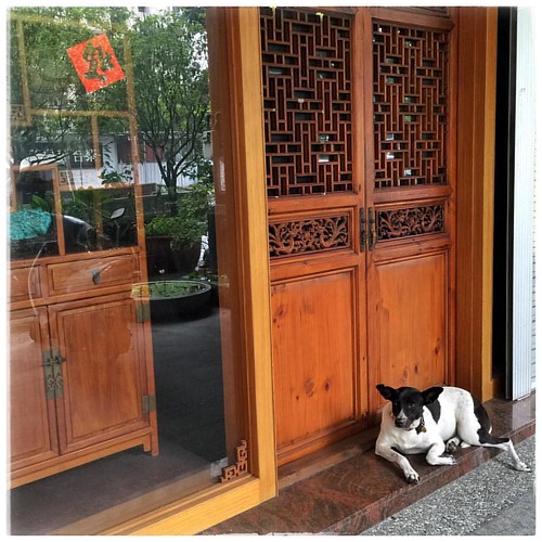 A pet rests in front of a lovely storefront in Taichung City. #Taiwan #dog #Taichung #台灣 #台中