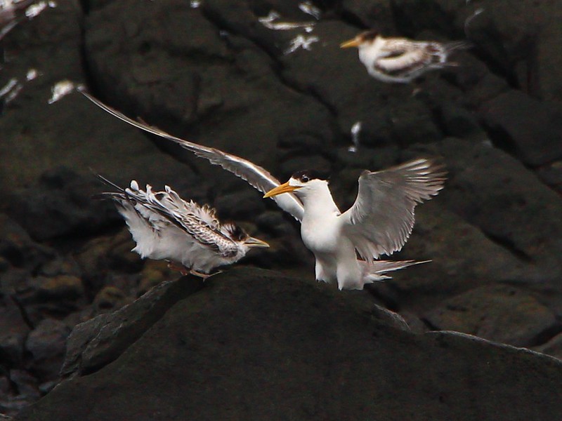 IMG_3526 鳳頭燕鷗 Greater Crested Tern