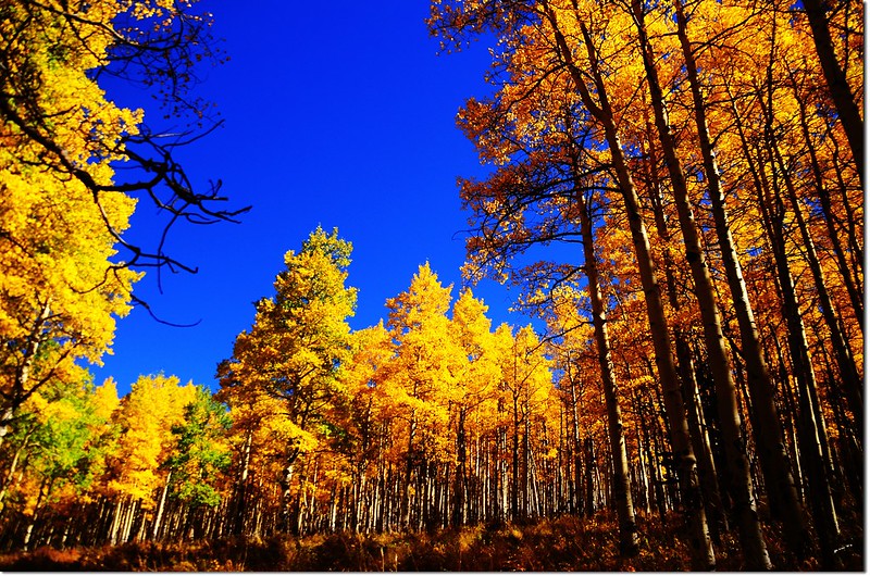 Fall colors at Kenosha Pass, Colorado (10)