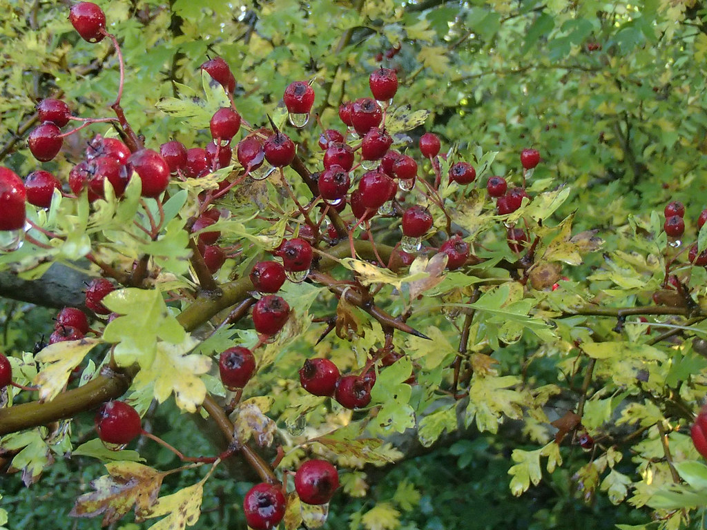hawthorn-berries