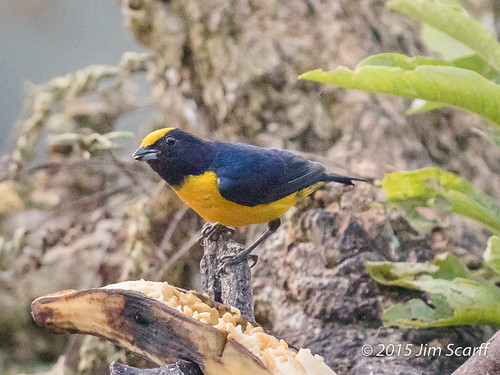male ecuador passerines tandayapa orangebelliedeuphonia southamericanbirds euphoniaxanthogaster euphonias ecuadorianbirds