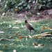 Common or Indian myna (Acridotheres tristis)