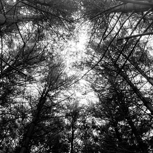 cubamarshforestpreserve d5000 nikon abstract blackwhite blackandwhite branches bw forest landscape monochrome natural noahbw quiet sky square still stillness summer treetrunk trees woods