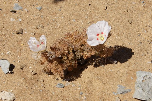Monsonia multifida with white flowers, in habitat