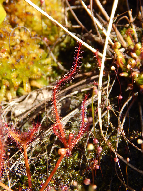 Drosera filiformis, all red form