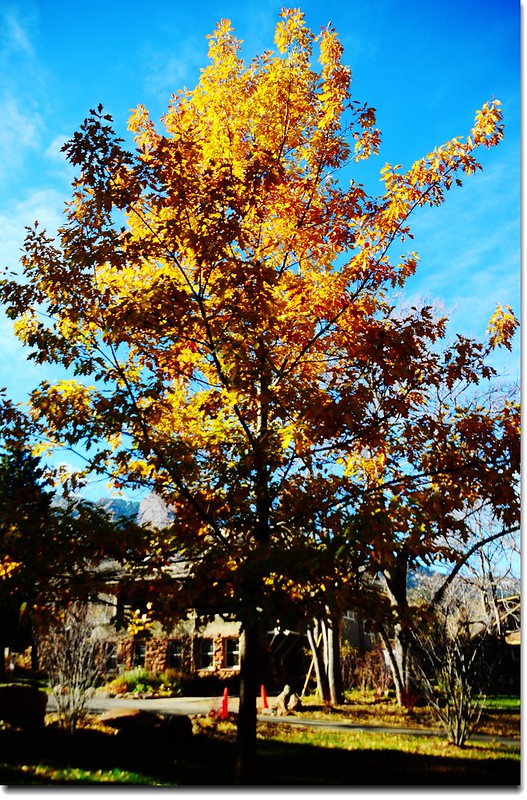 Noway maple in Fall, Chautauqua, Boulder 7