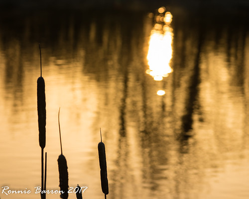 ayrshire nature rcb4j ronniebarron scotland sigma150500mmf563dgoshsm sonyilca77m2 art photography reflection bullrush ladytonloch water landscape abstract irvinevalley sunrise goldenhour