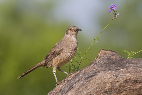 bird ave curvebilledthrasher toxostomacurvirostrecurvirostre cuitlacochepicocurvo