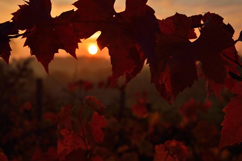 red nature sunrise landscape rouge nikon paysage vigne levéedesoleil d3200 afsdx18105