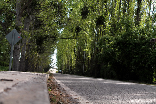 ruta canon árboles camino carretera efs1855mm paisaje bosque 1855mm alameda asfalto airelibre colchagua álamos placilla colchaguavalley