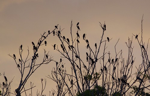 sunset santacruz birds mexico oaxaca blackbirds huatulco oaxacamexico huatulcomexico santacruzsquare santacruzmexico