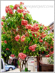 Tall tree of Mussaenda philippica cv. Dona Luz, seen by the roadside in our neighbourhood, Feb 8 2014