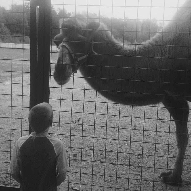 boy and camel