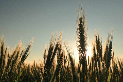 sunset sky sun sol entreríos argentina field backlight contraluz atardecer ar wheat cielo campo trigo iphone wheatfield
