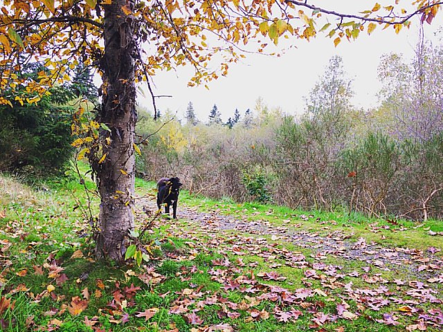 Fall Cub. 🍁🍂🍃